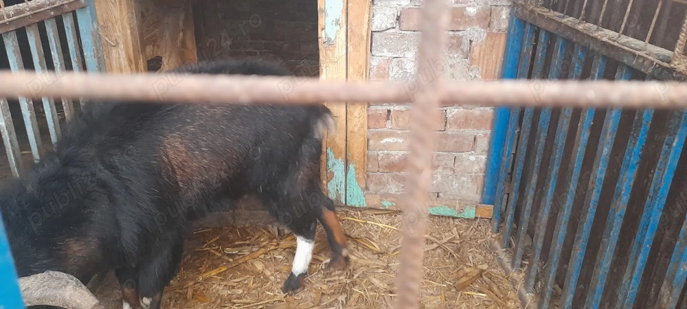 Vând țap crescut la casă , nu la stână