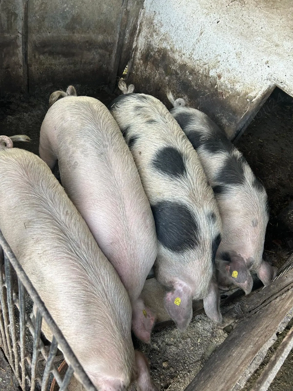 Vând porci de carne.