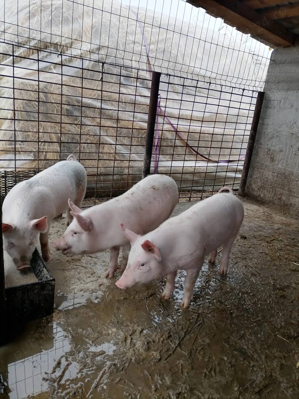 Purcele marele alb cu pietrean de vânzare