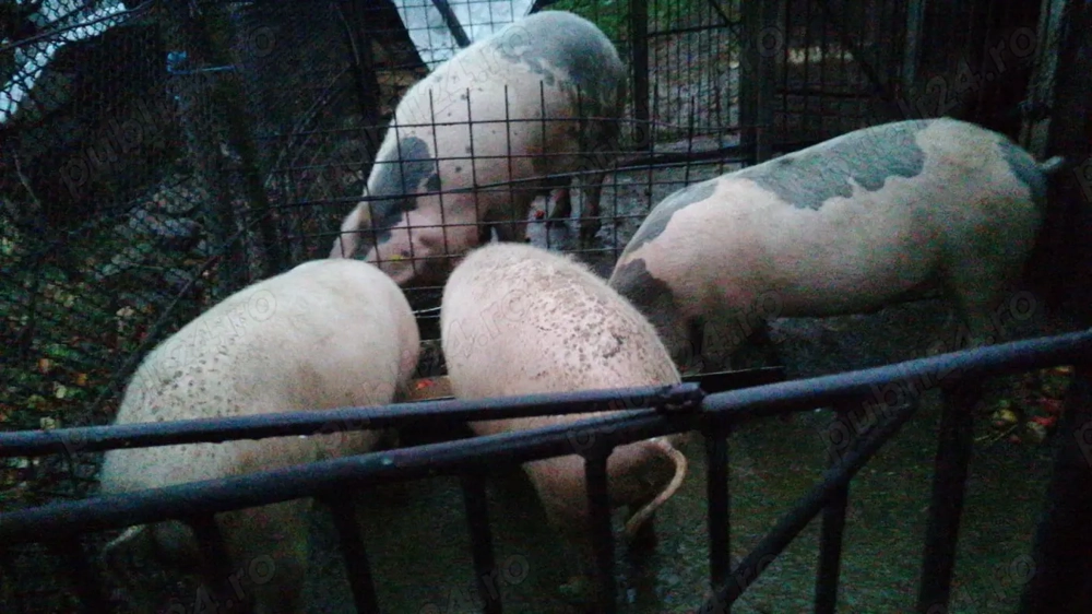 Porci de vânzare la Cornereva