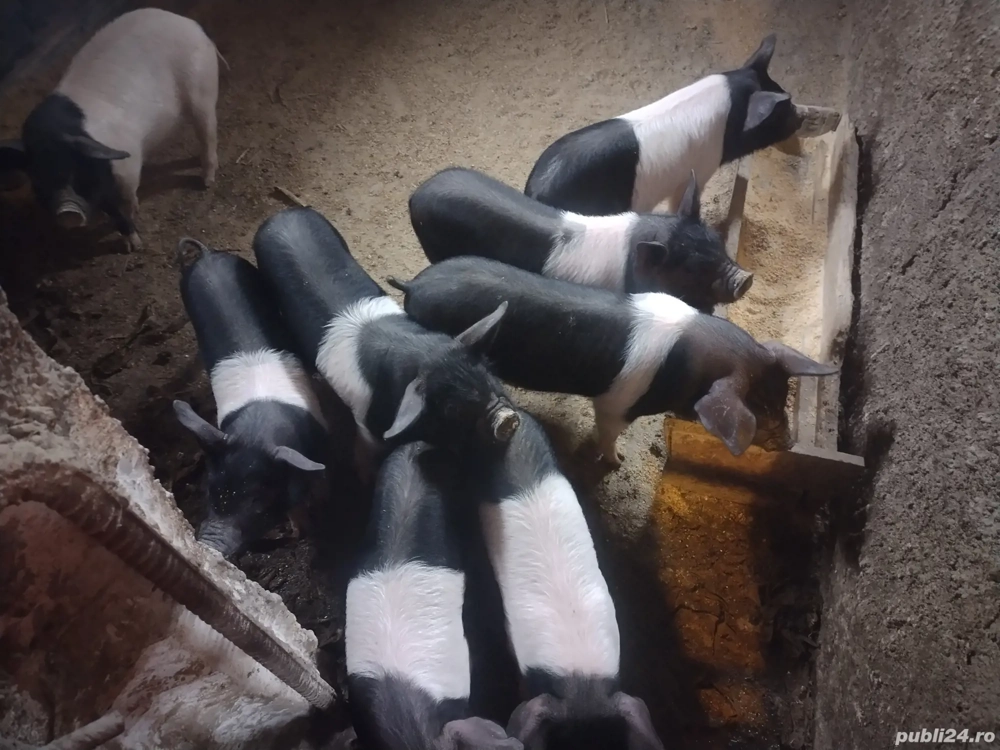 vind purcei bazna originali mai sunt 4 buc