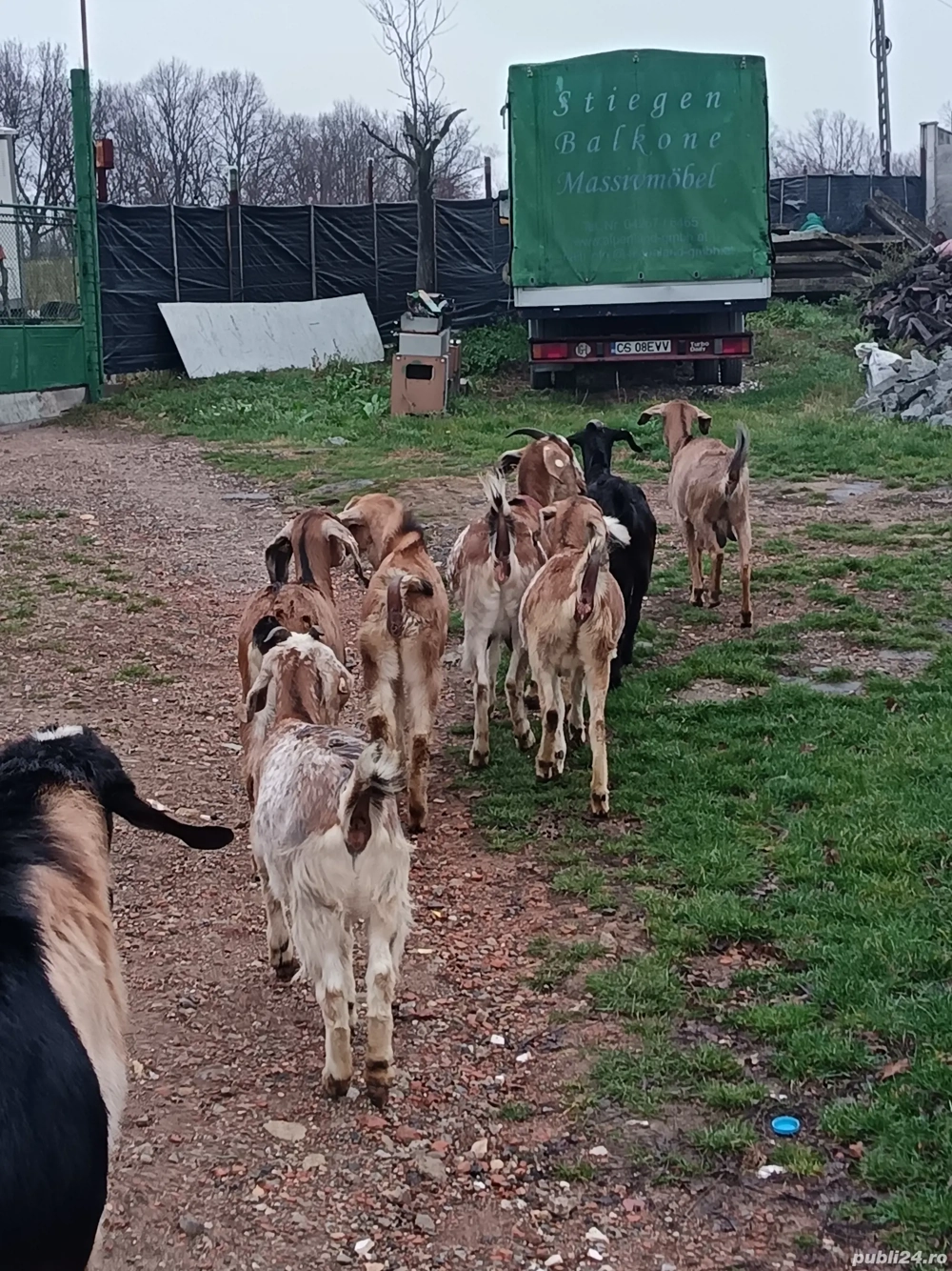  capre siȚapi anglo-nubian 