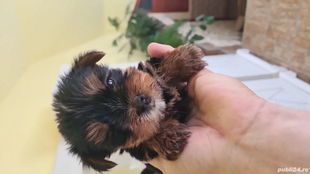 yorkshire terrier de 6 săptămâni