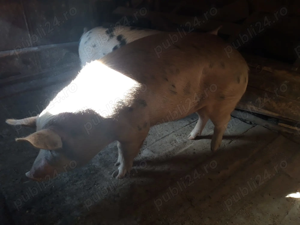 Vand porc ptr Craciun