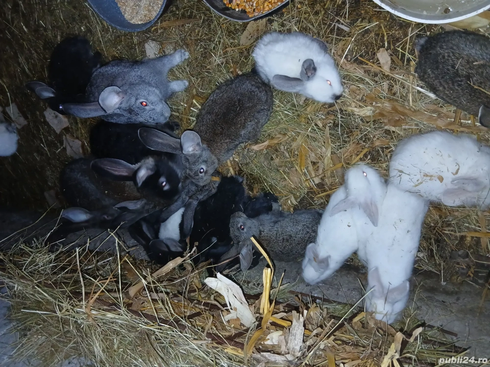 Puii de iepuri de vânzare 