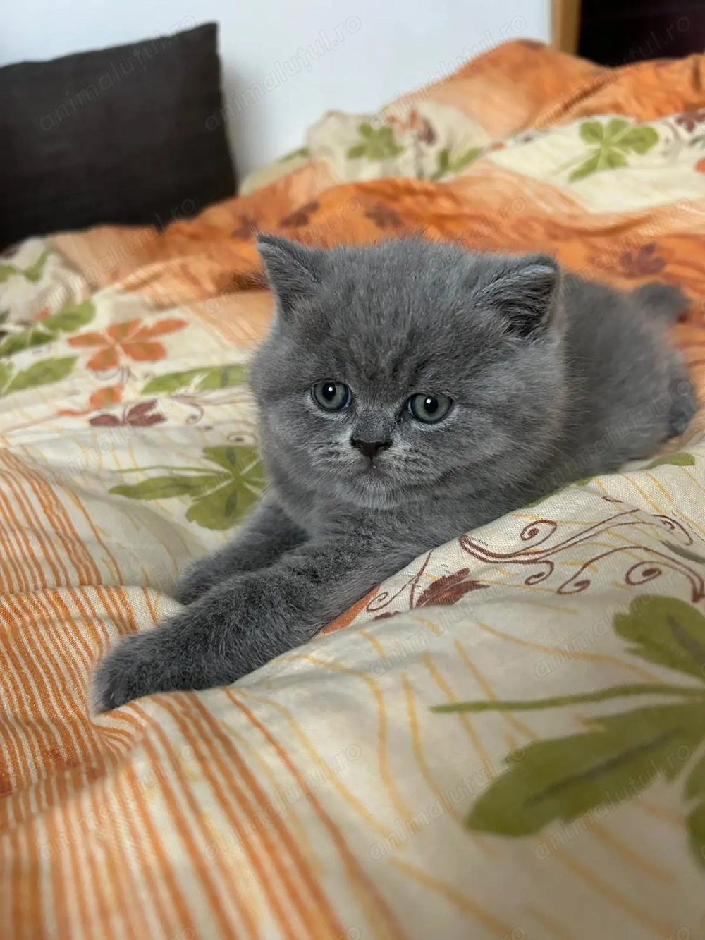 Pui british shorthair