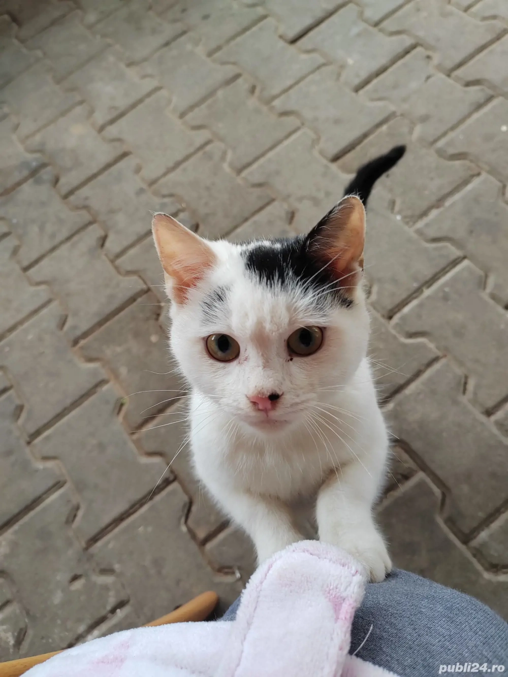 Tommy, spre adopție 