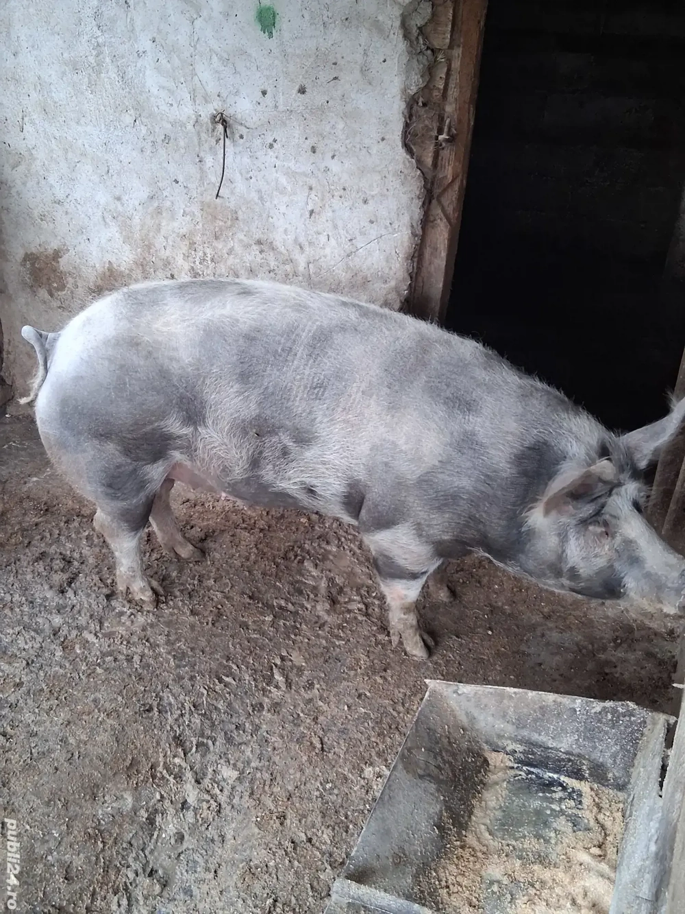 vand scroafa rasa petrian