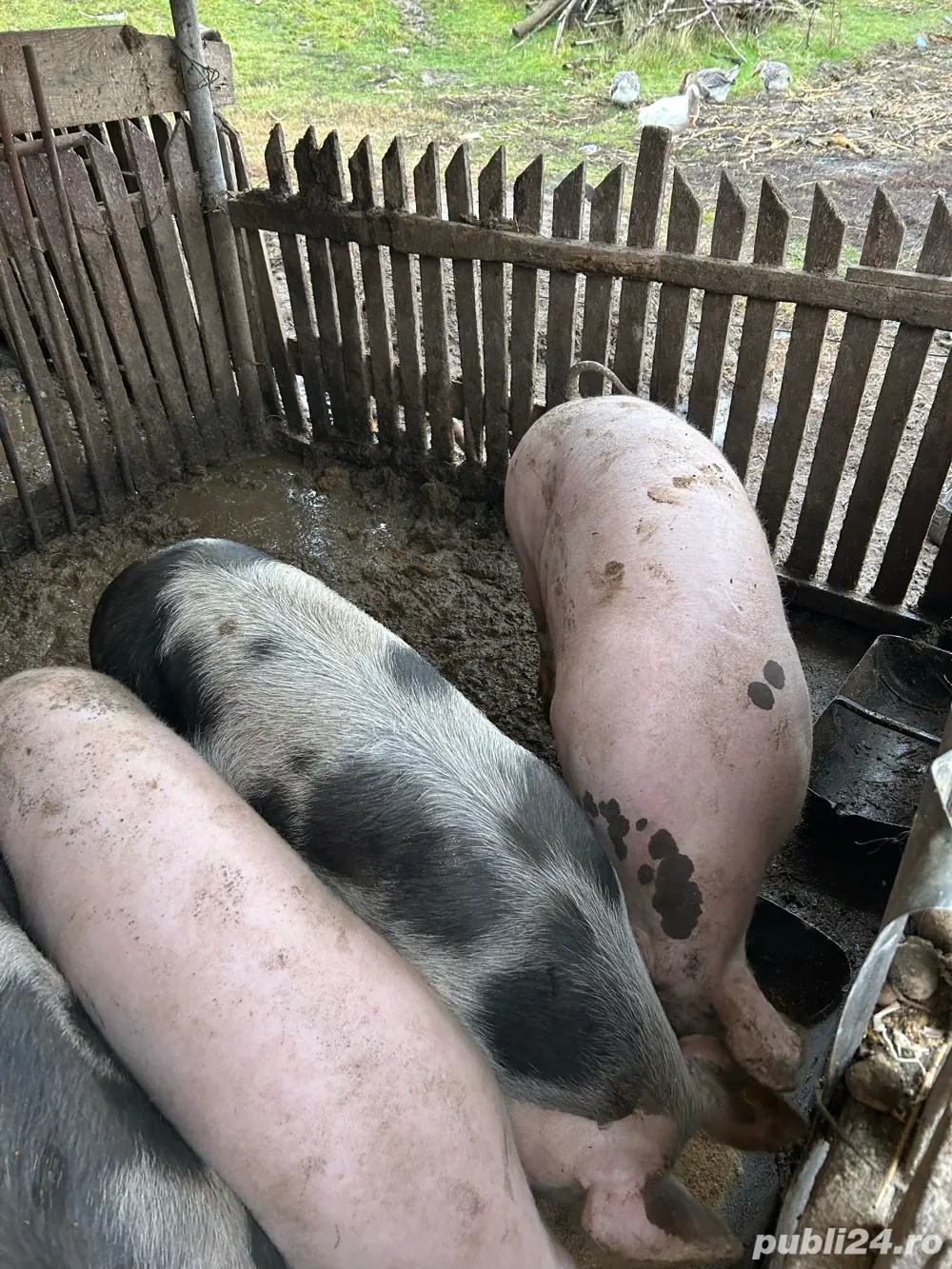 Vand doi porci de sacrificat