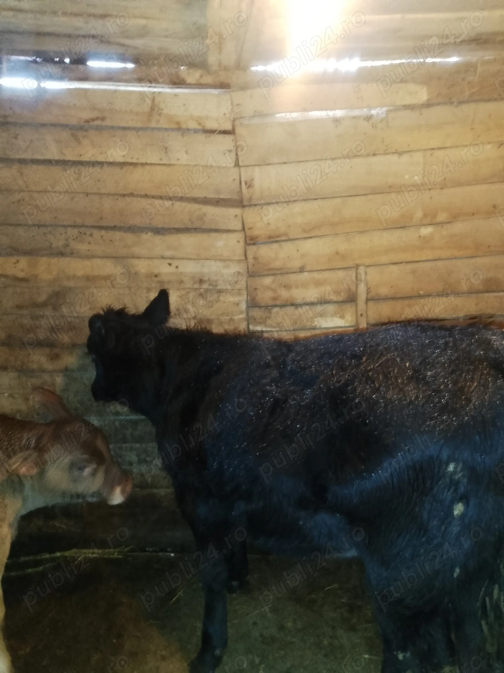 Vând vițel și o vitea