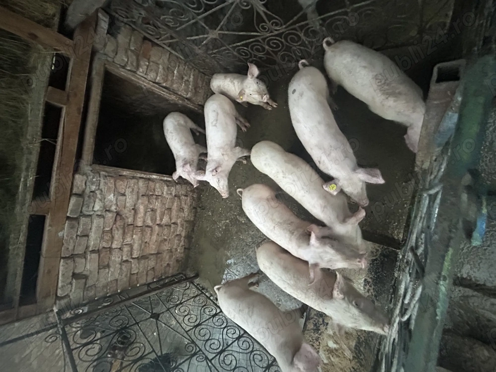 Purcei landrace 3 luni