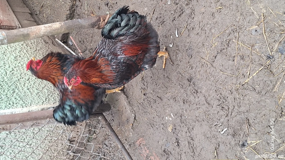 Viandote rosu cu negru 