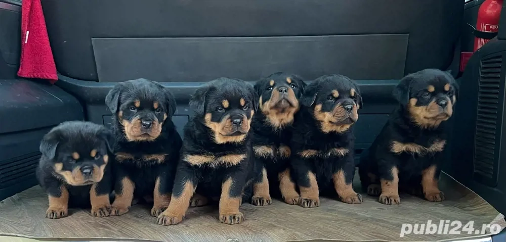 Pui Rottweiler cu Pedigree talie mare