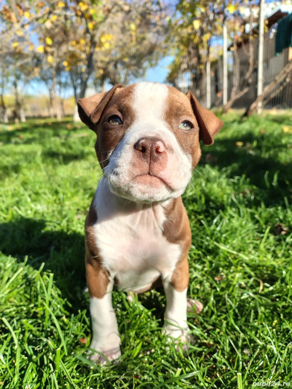 cautam stapani iubitori 