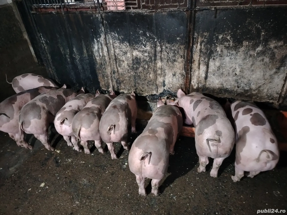Vând purcei pietrain !! 