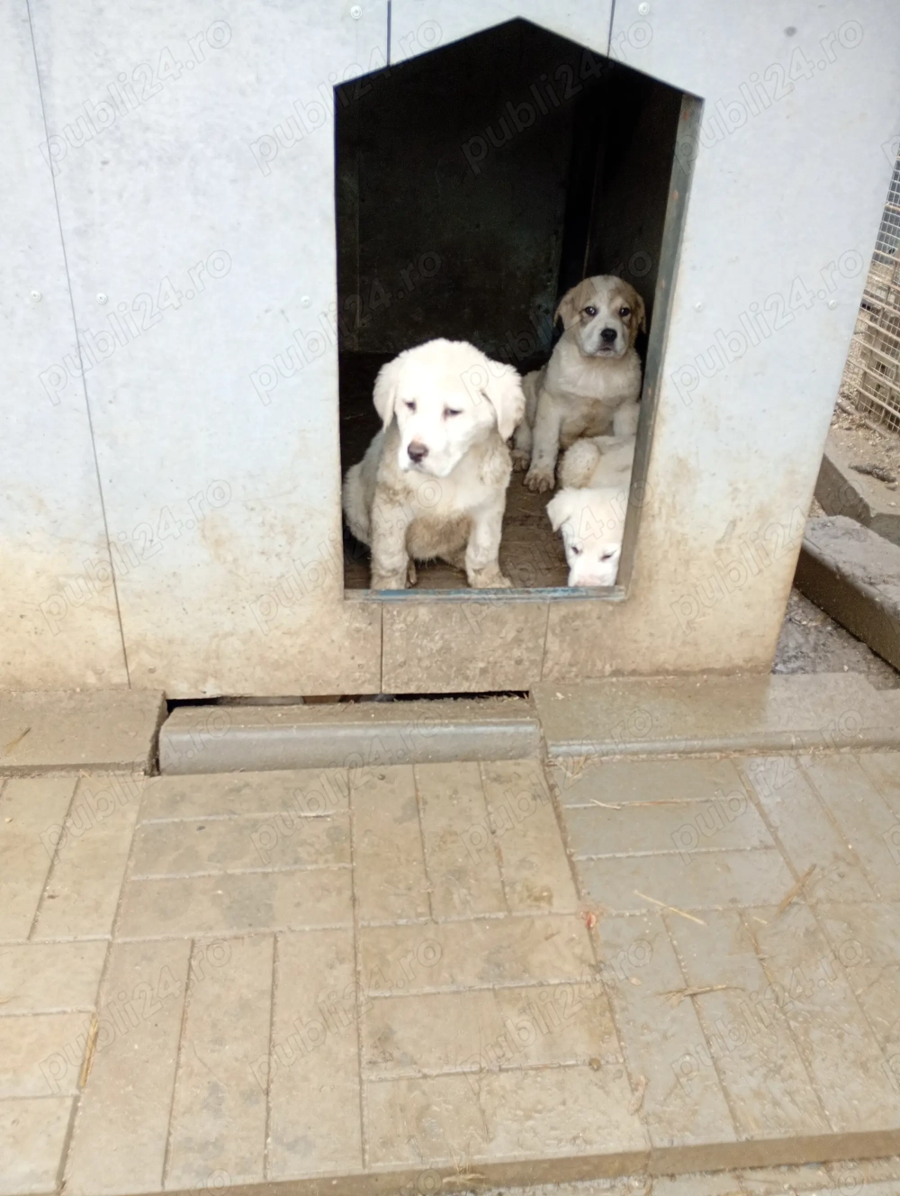 Cățel de Asia Centrală 