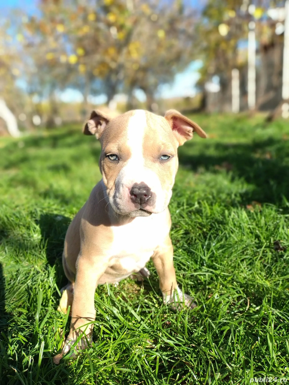 Stăpâni Responsabili Căutam căsuță nouă