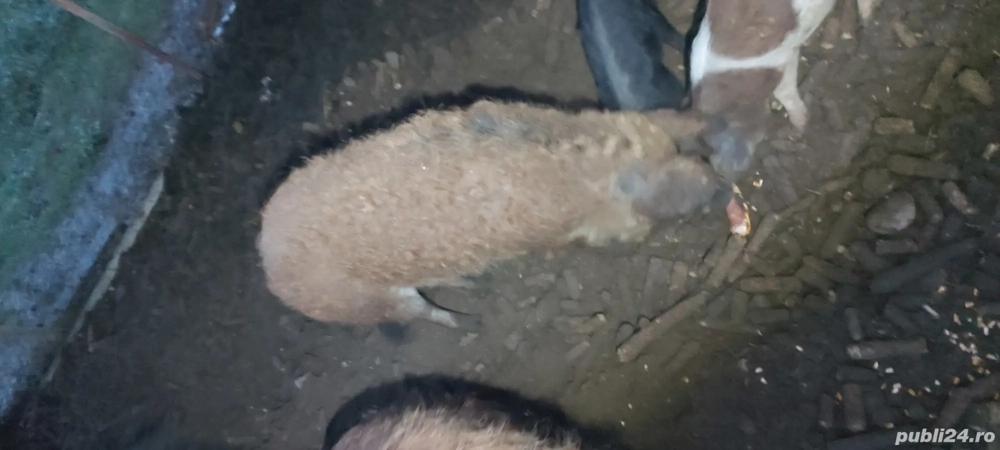 vand 3 scroafe magalița 