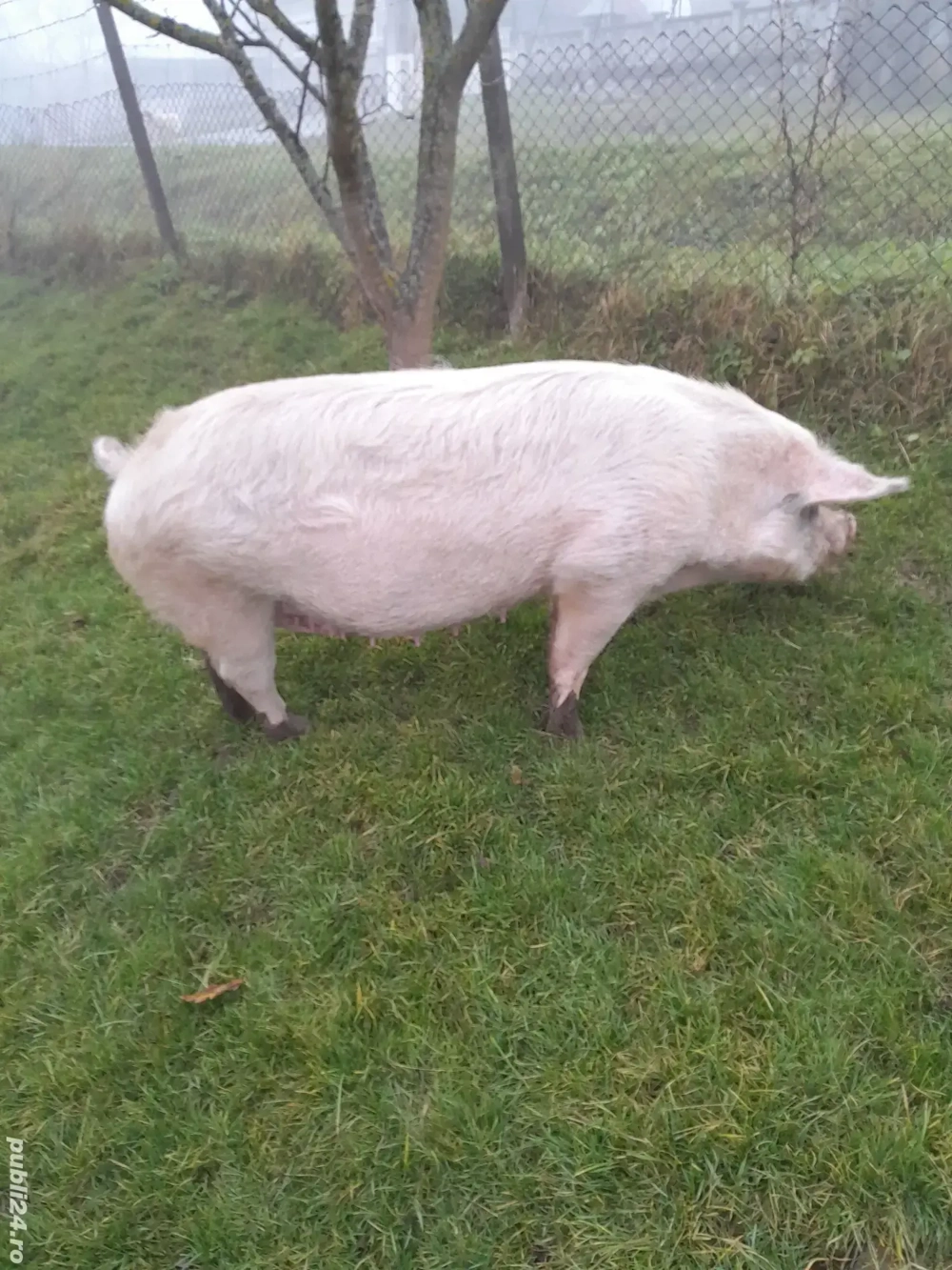 Vând porci crescuți BIO