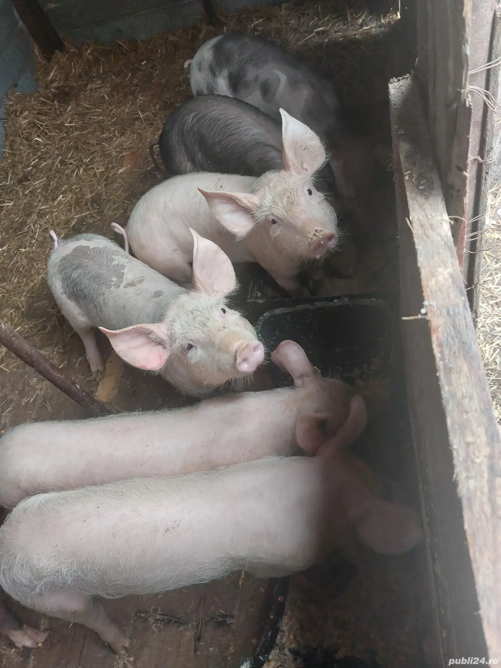 salut vand purcei de 3 luni intre 30 si 40 kilograme zimnicea teleorman relati la telefo   