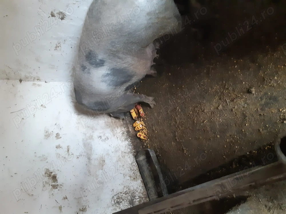 Vnd       scroaf  tinut  cu ceriale  10 lei kiogramul                                               