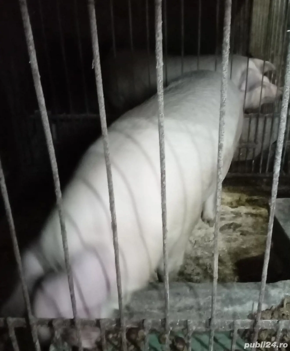 vand porci de sacrificat 