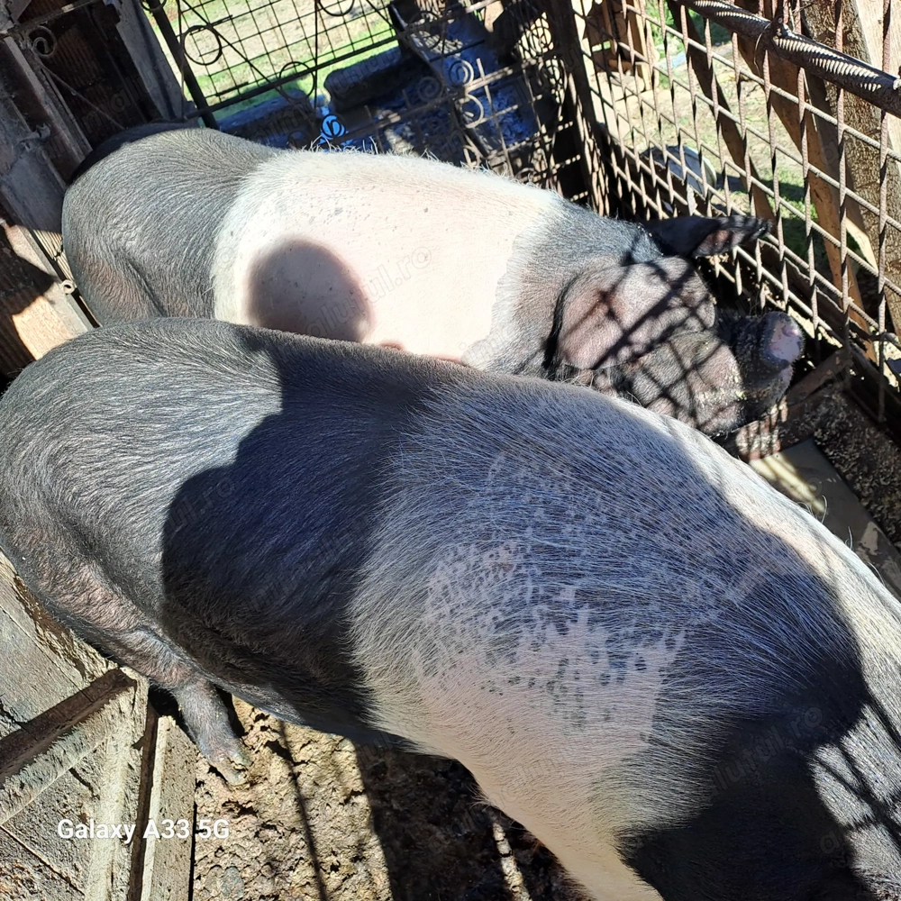 Vand porc bazna ....