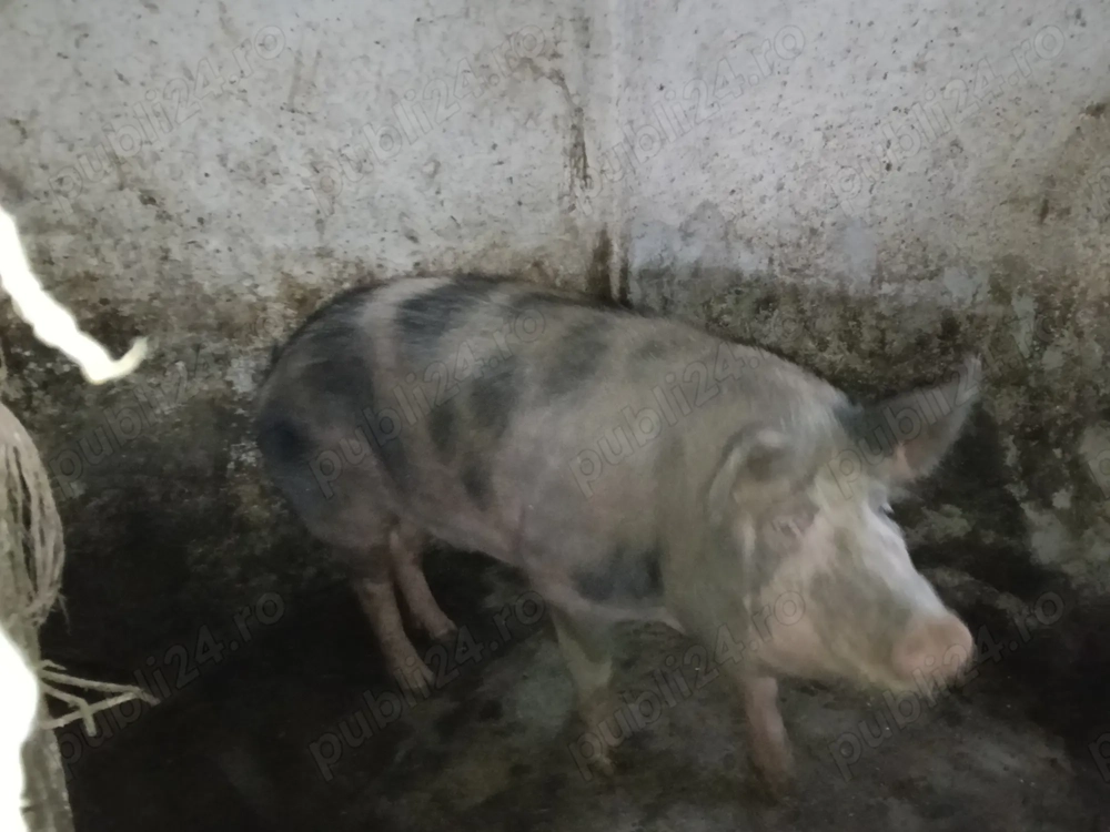 Vând porc pietrean 200-220 de kg 