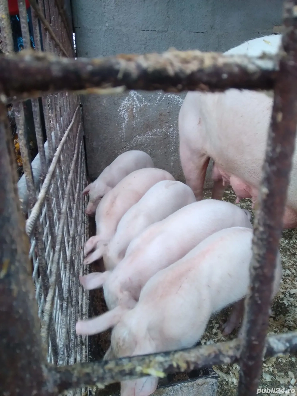 Purcei Landras cu marele alb 