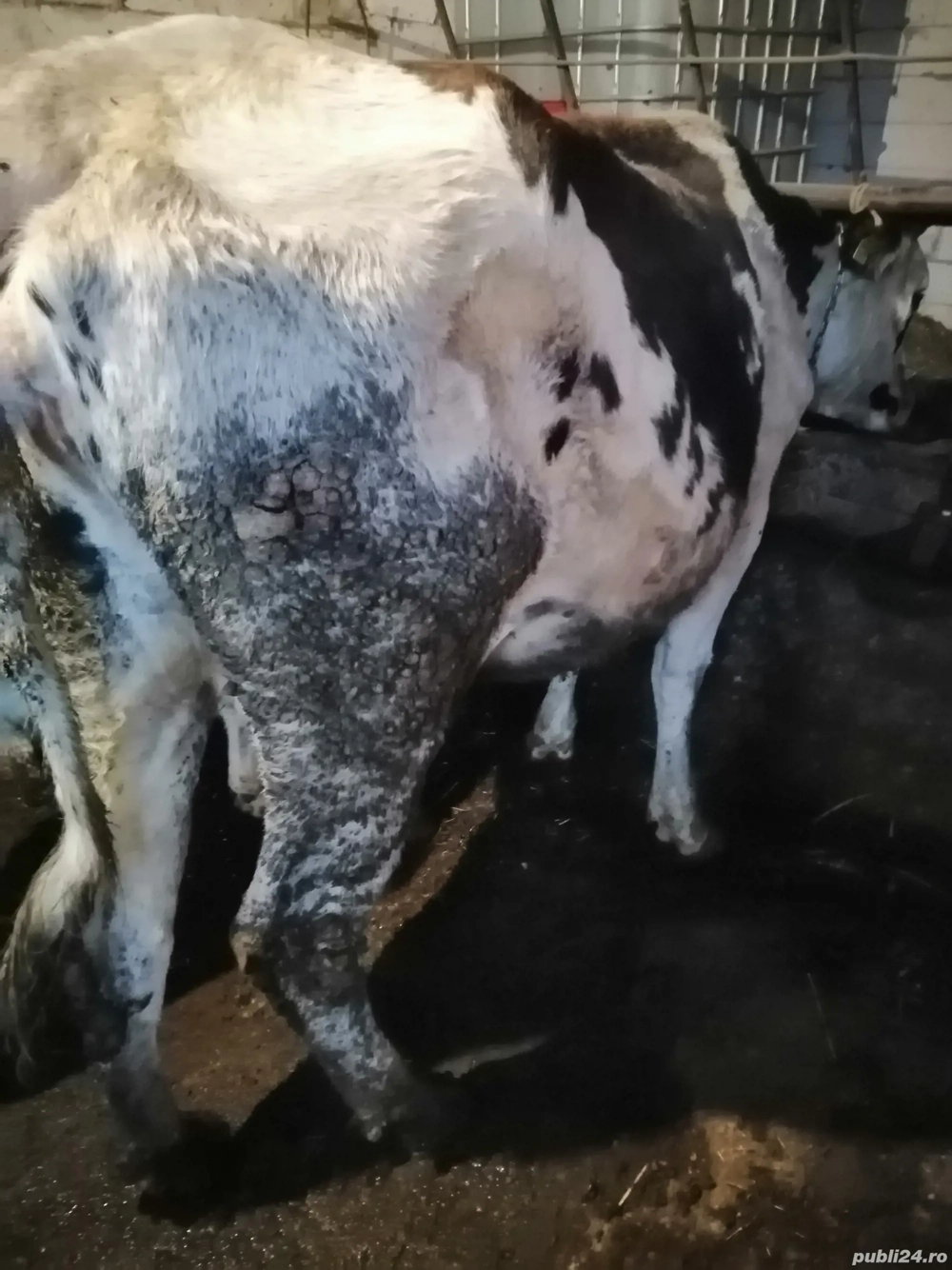 Vând vacă tânără gestanta 