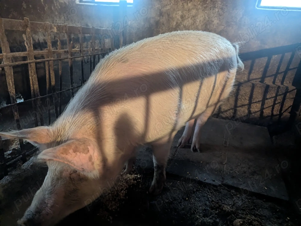 Vand 3 porci crescuti in gospodarie.
