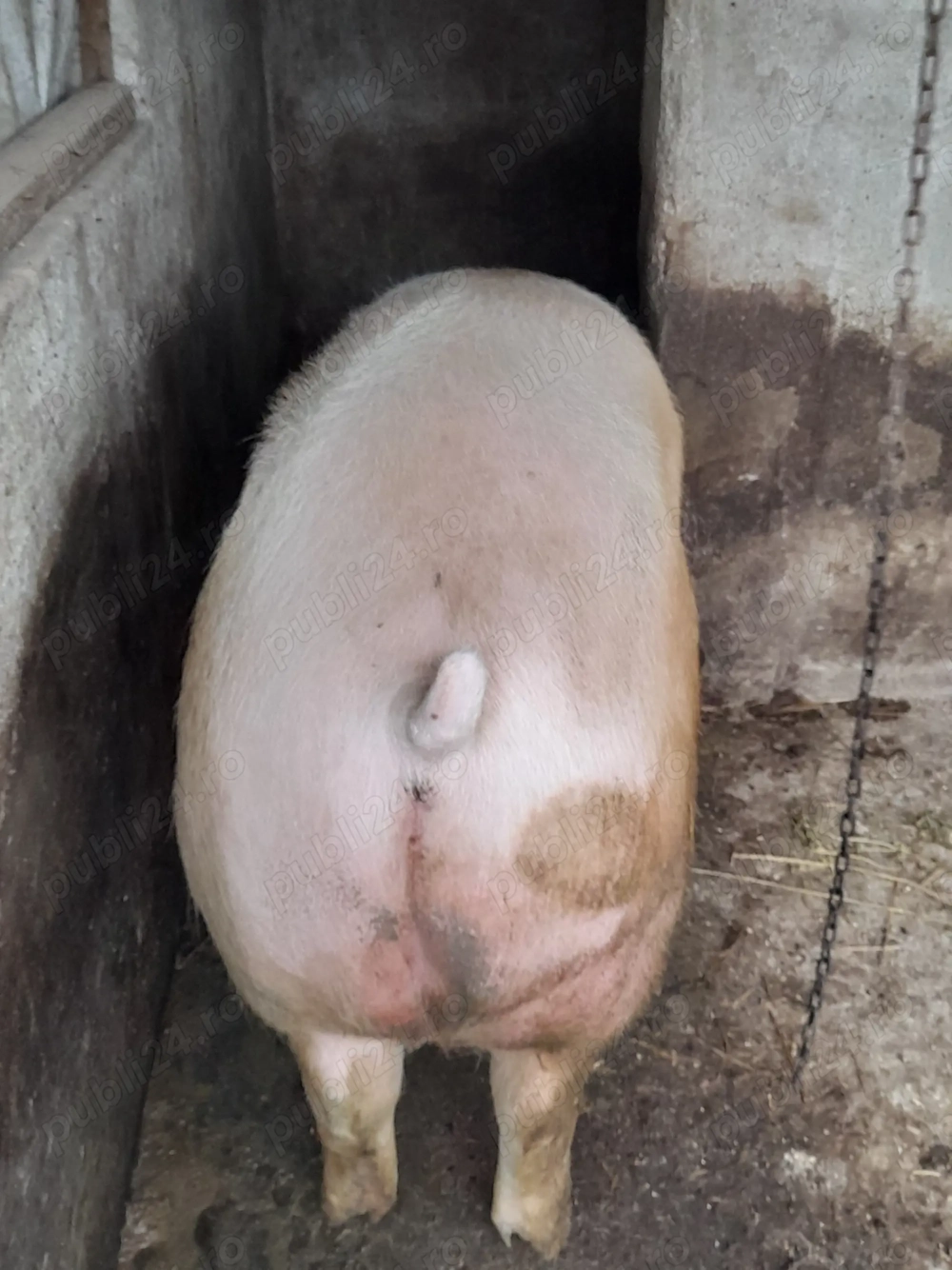 Vând porc - rasa de carne