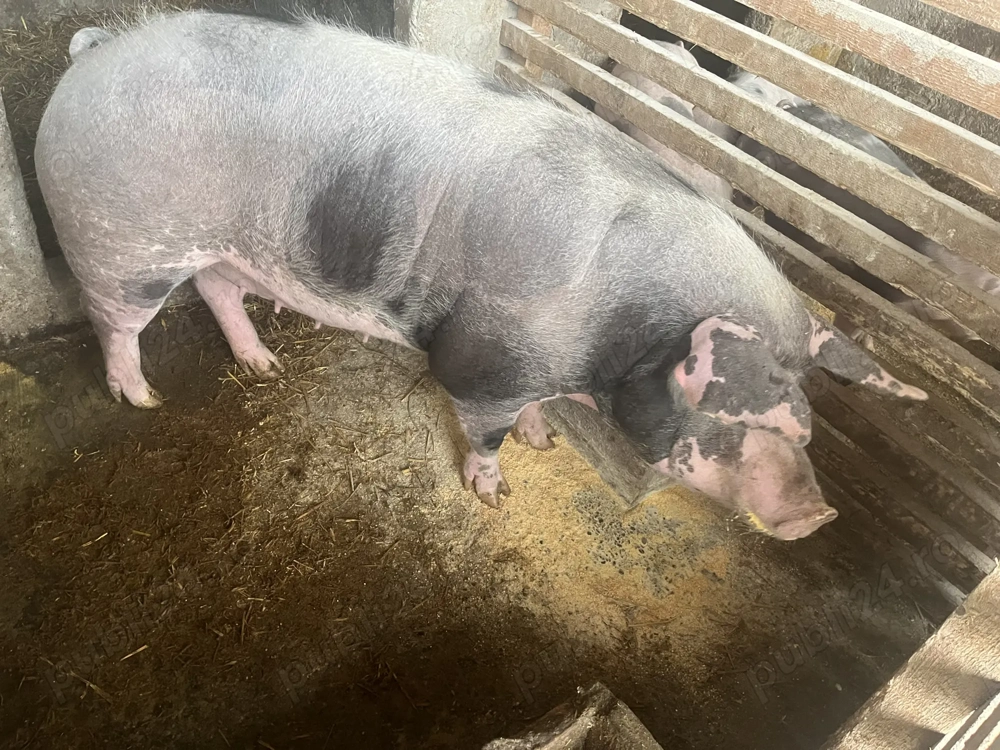 Vând scroafă de sacrificat