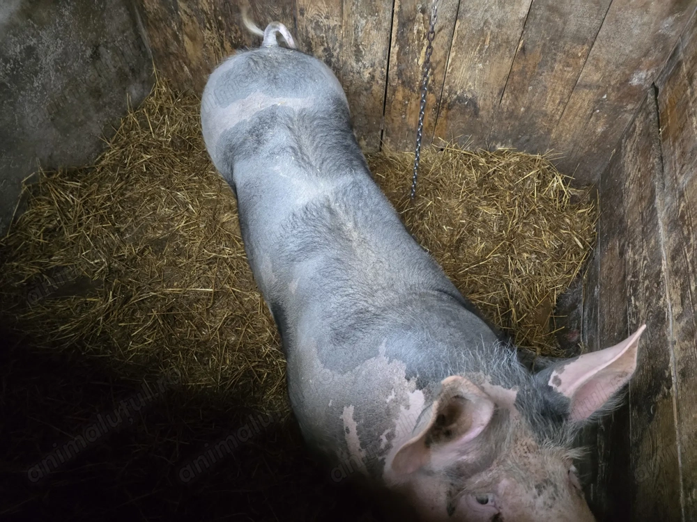 Vand doi porci un petran si un marele alb