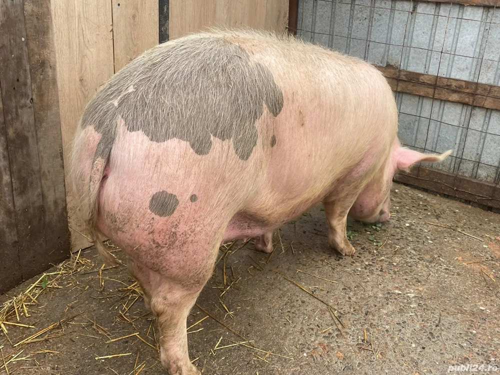 Porc de vanzare in Jirlau. jud. Braila