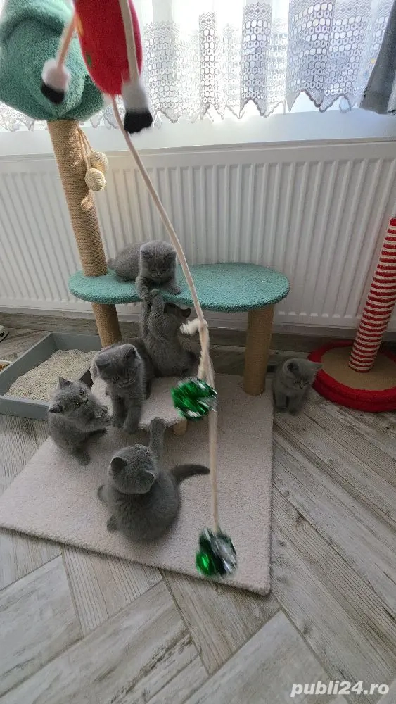 British shorthair blue rasă pură 