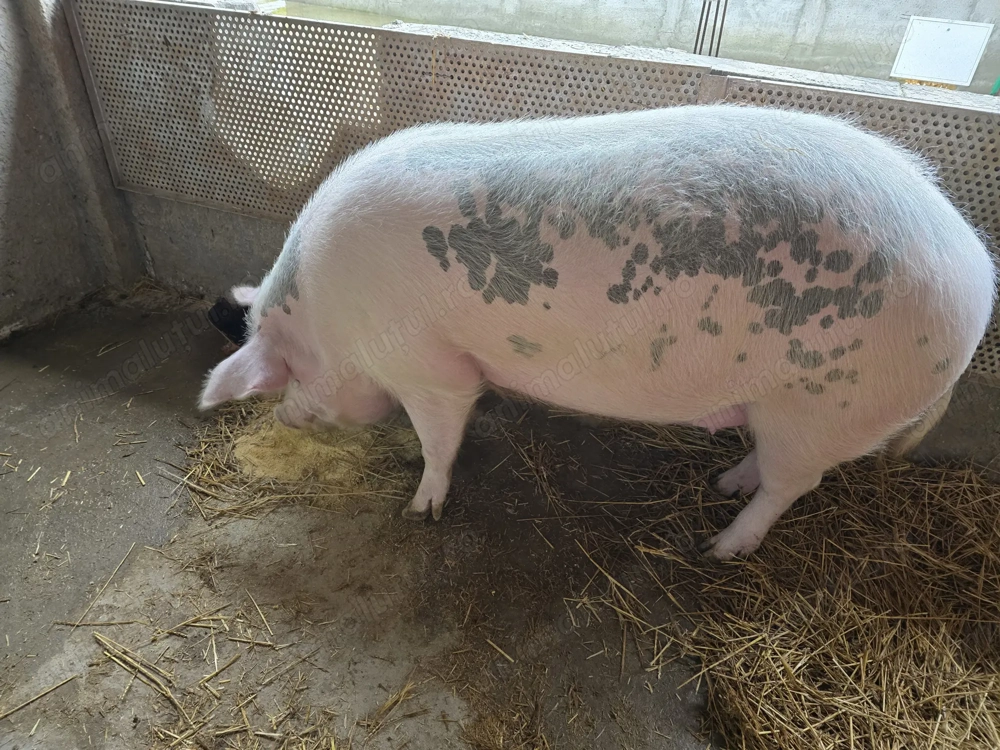 Vand 2 porci un petran si marele alb