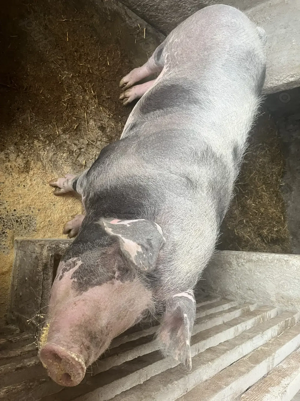 De vânzare,scroafă  cu greutate de 260-270 kg,