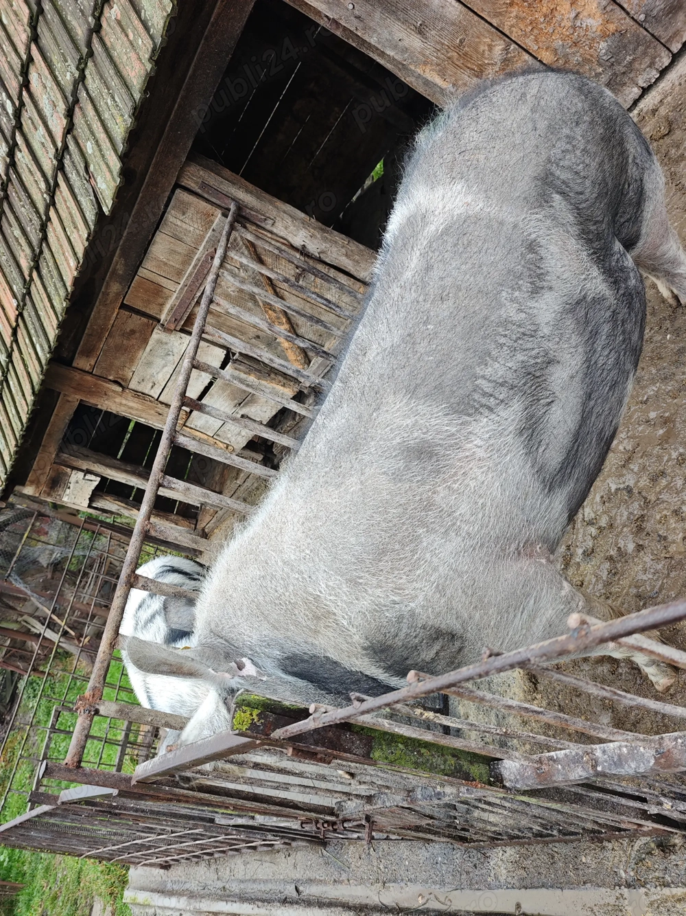 Porc de vanzare 300 kg