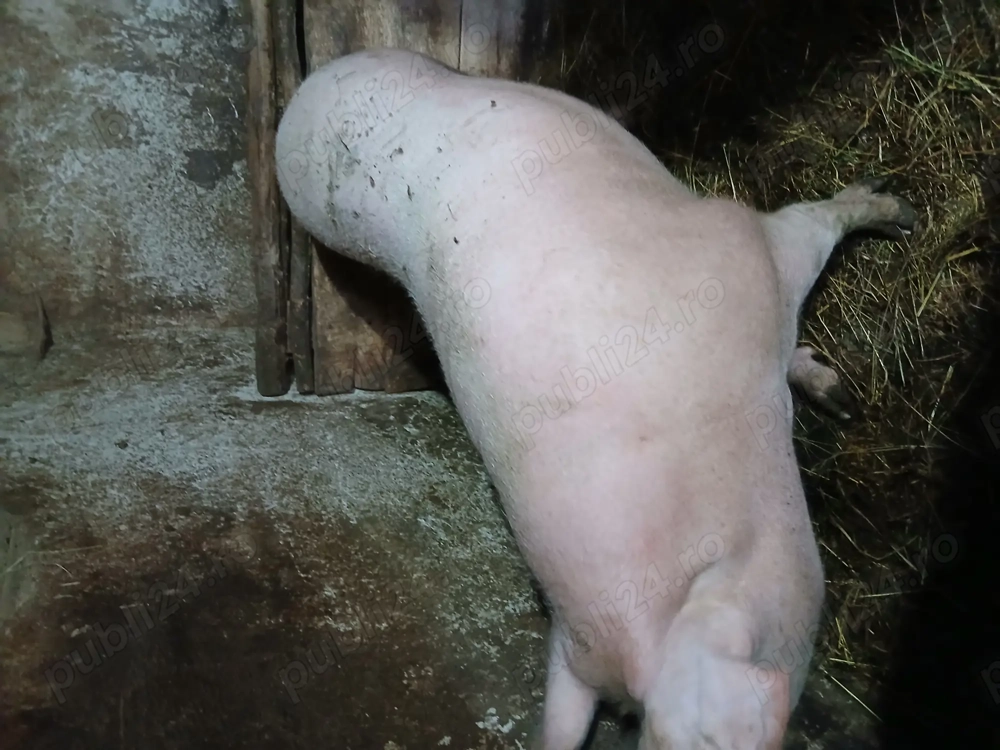 Vînd porc crescut natural 100%