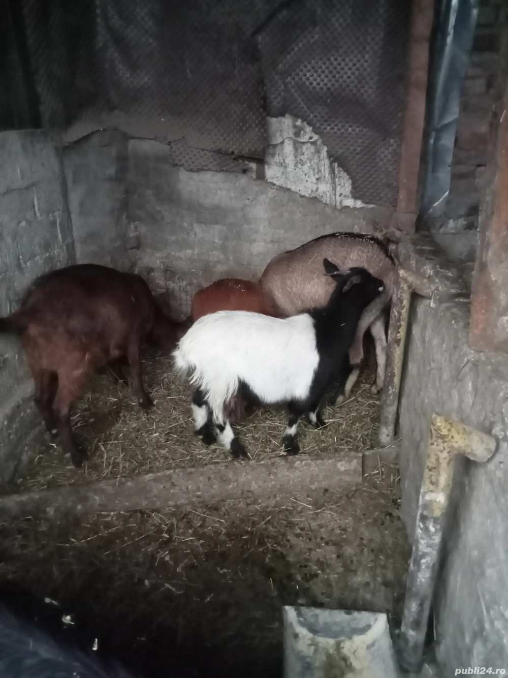 vând sau schimb cu porumb grâu sau schimb cu purcei