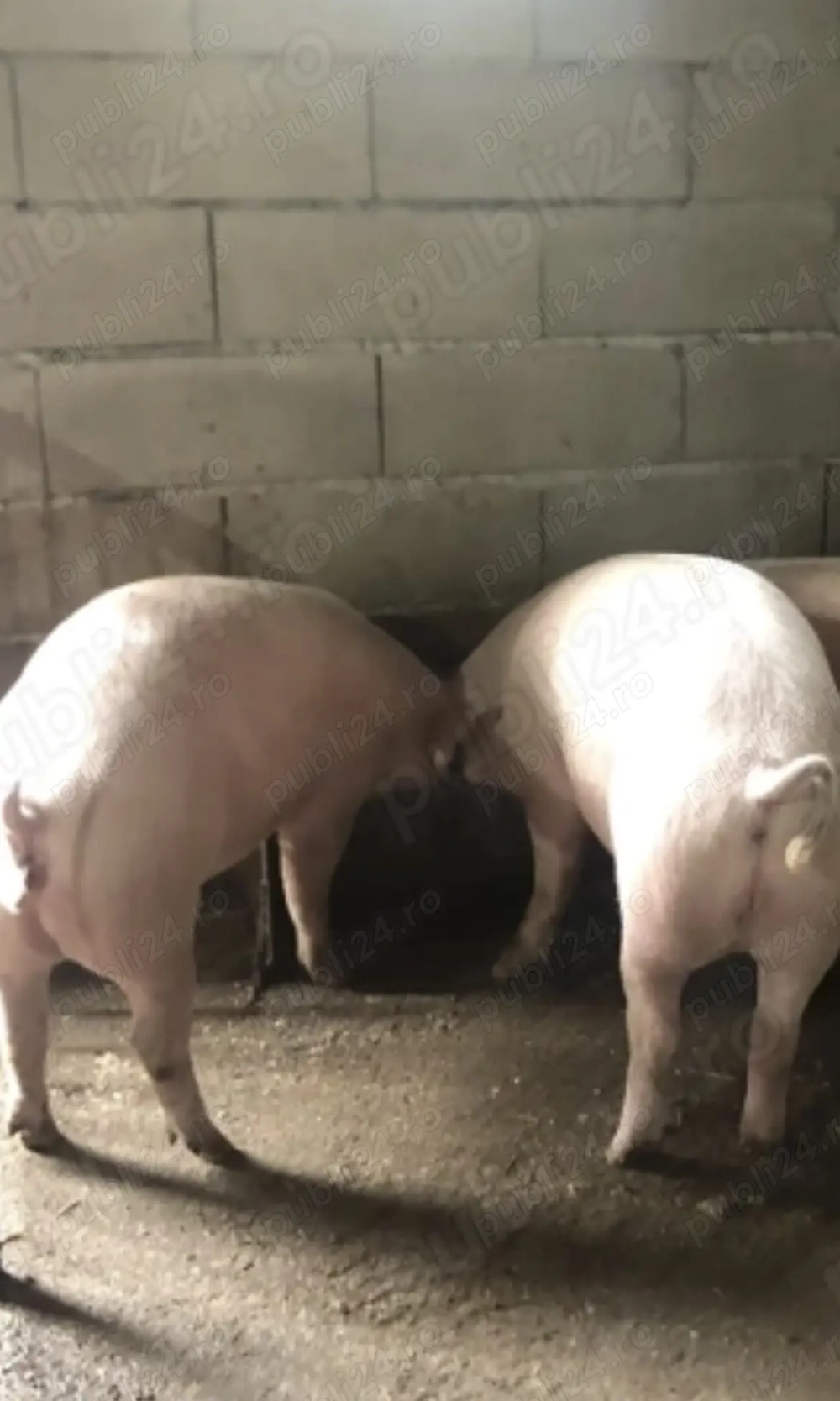 Porc între 80-100 de kg 