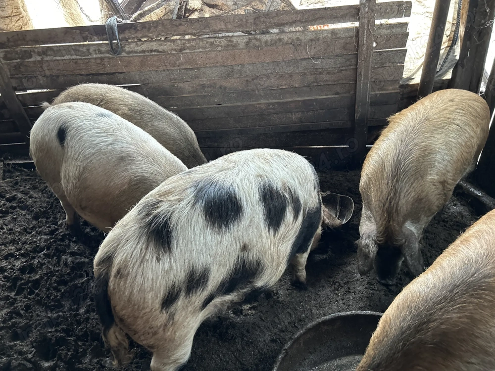 Porci de vânzare de Crăciun 