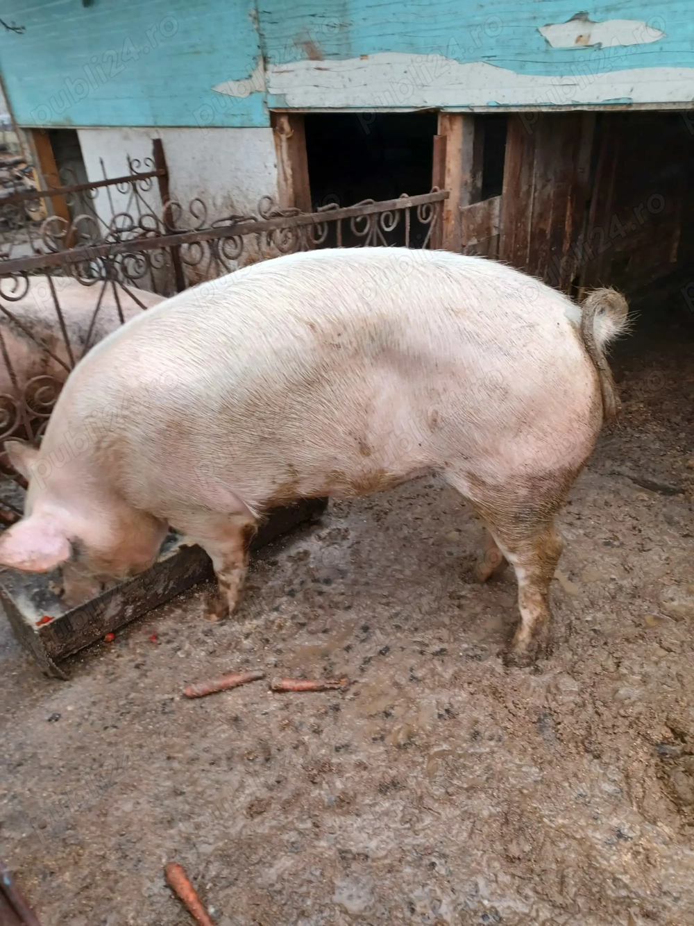 Vând porc matele alb 