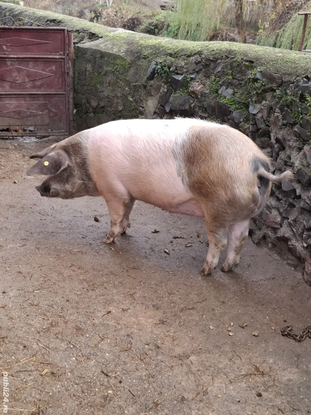 Vând porc de aproximativ 160 kg  15 lei kg Sat Troaș (Comuna Săvârșin)