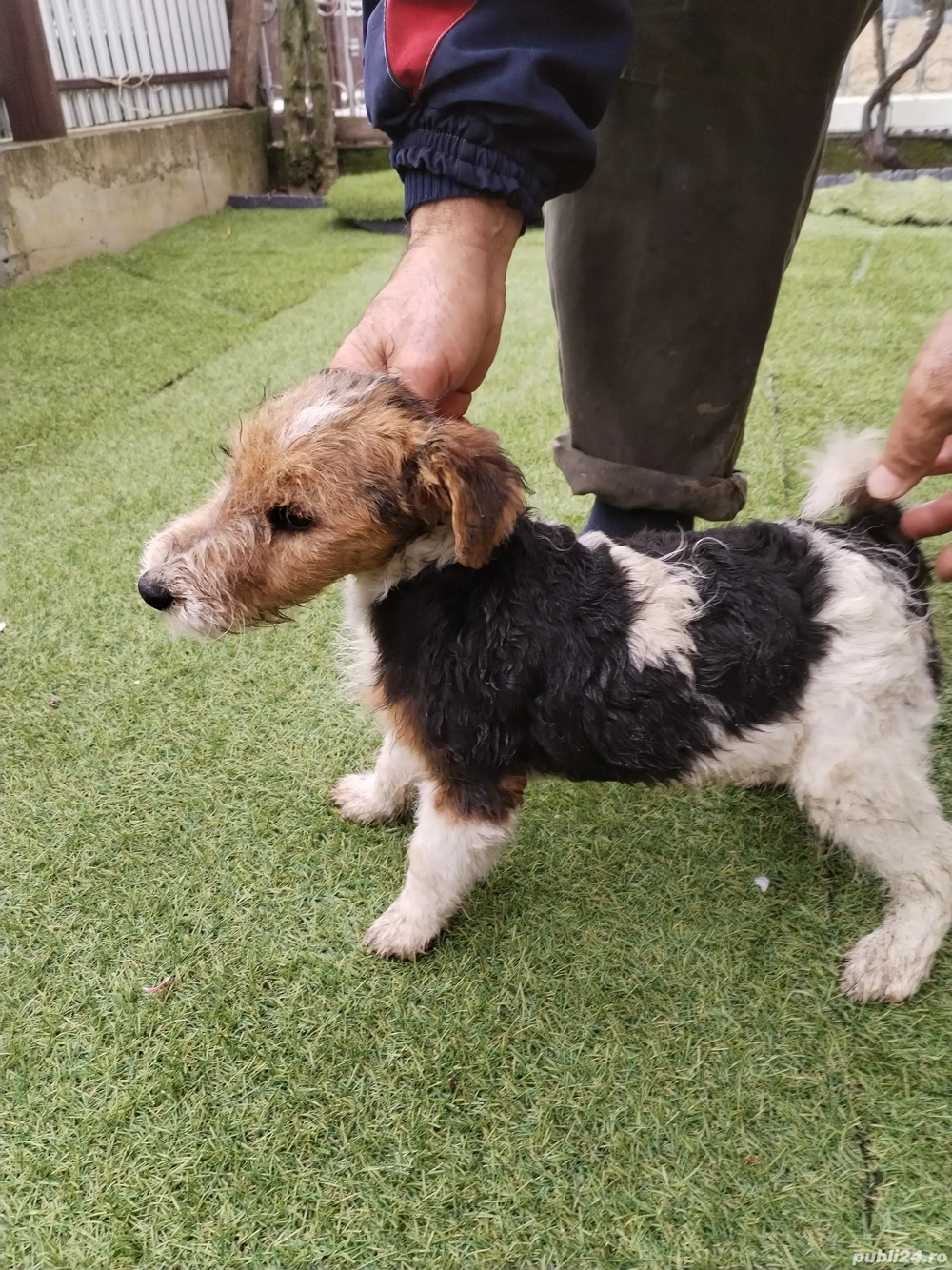 Fox terrier par sarmos