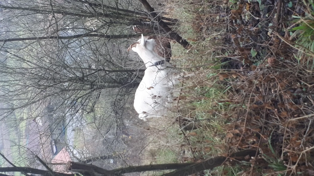 2 capre si o iada de vanzare sant montate.