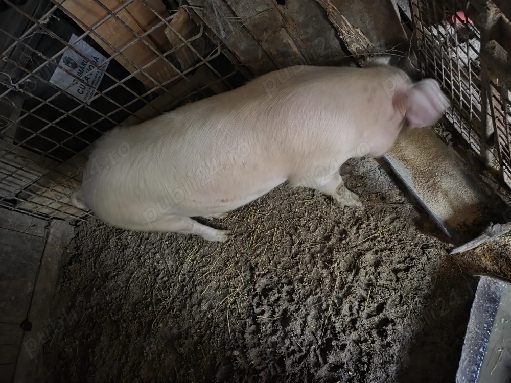 Vând porci 90-100 kg