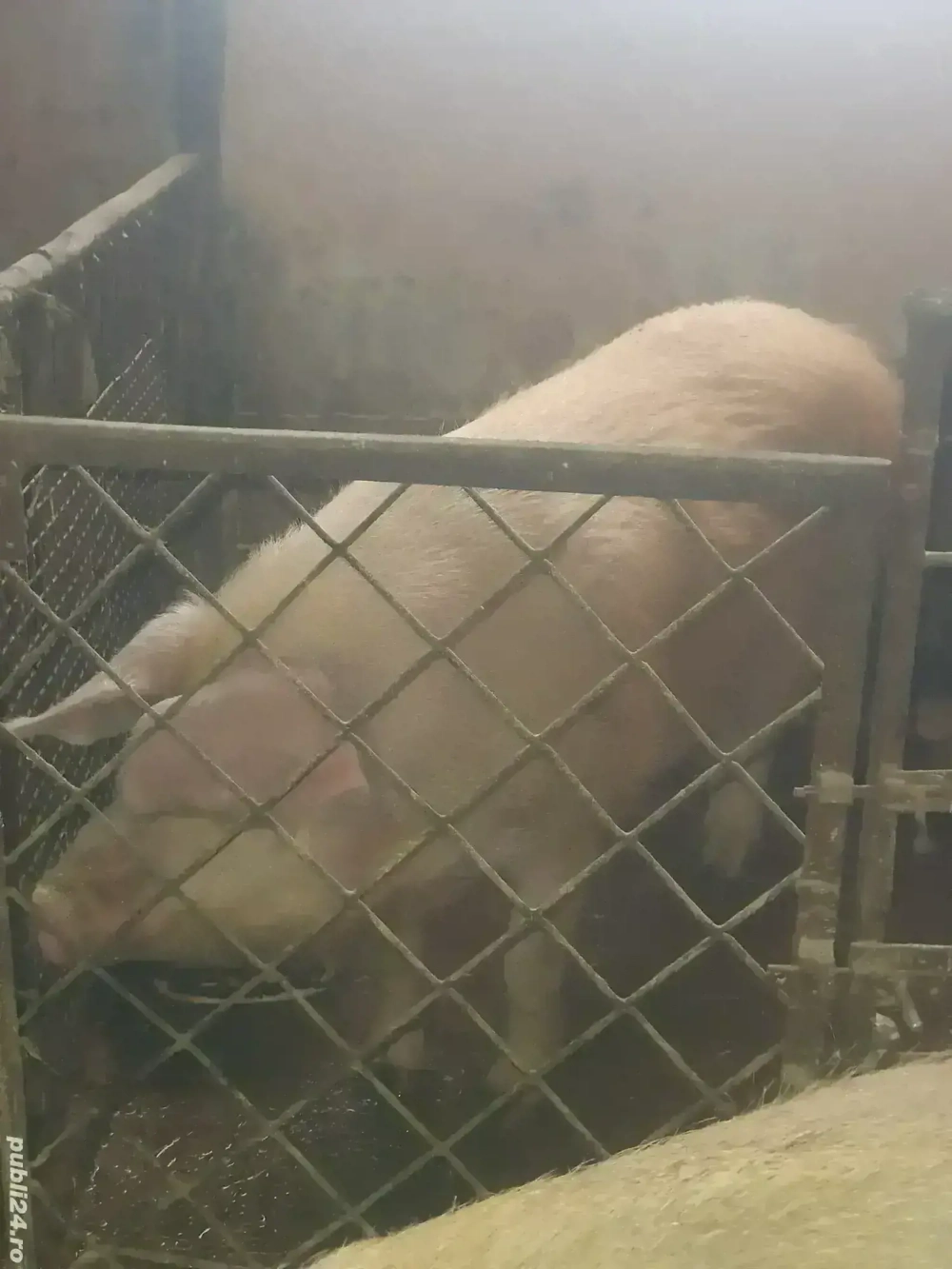 Porci de vanzare 15 lei kg negociabil 150 kg