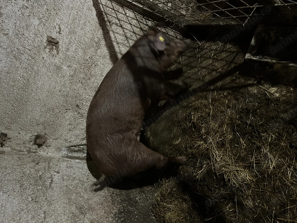 Scrofita duroc curat 130-140 kg 